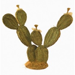 Cactus chumbera de esparto