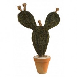 Cactus chumbera retama